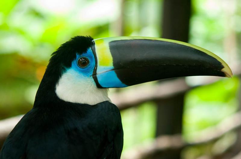 Tucan en el Amazonas, Leticia, Colombia