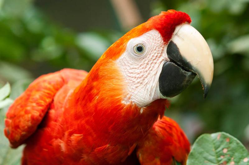 Guacamaya Roja, Amazonas, Leticia, Colombia