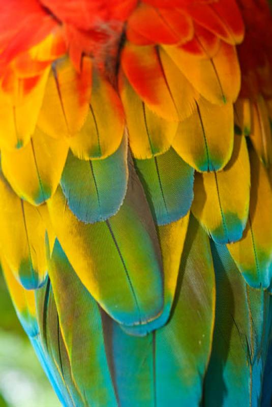 Guacamaya Roja, Amazonas, Leticia, Colombia