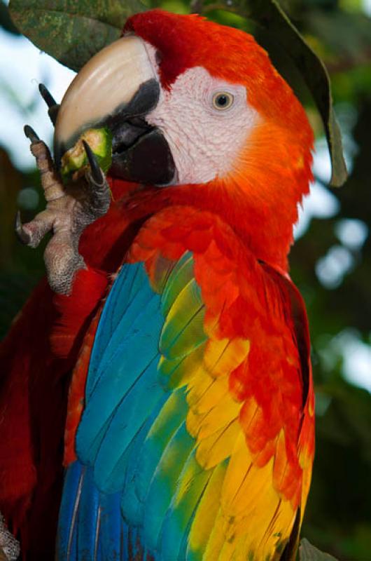 Guacamaya Roja, Amazonas, Leticia, Colombia