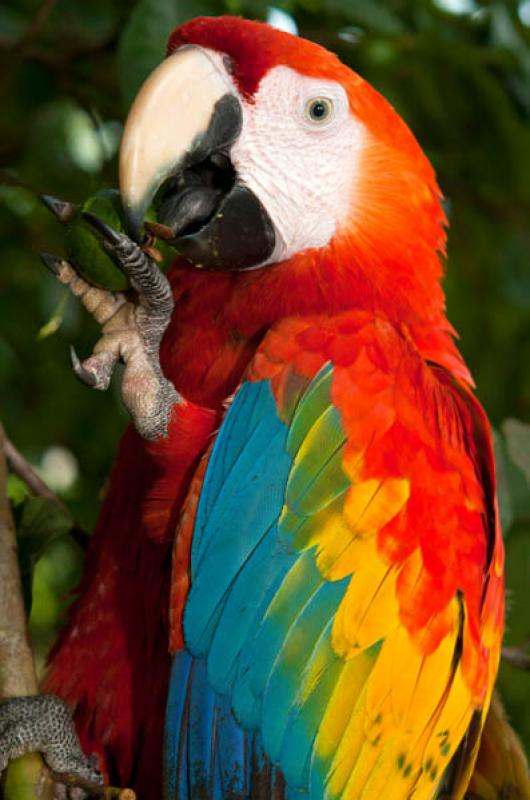 Guacamaya Roja, Amazonas, Leticia, Colombia