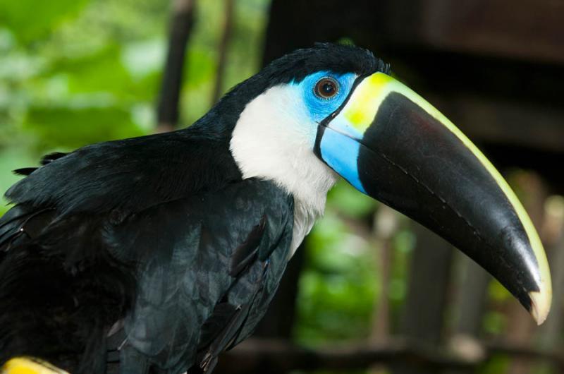 Tucan en el Amazonas, Leticia, Colombia