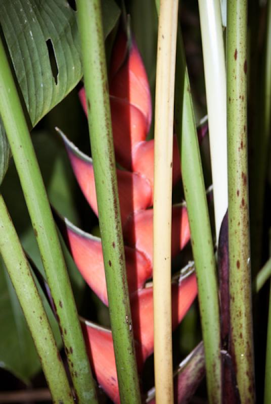 Heliconia bihai