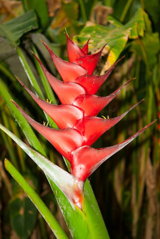 Heliconia bihai