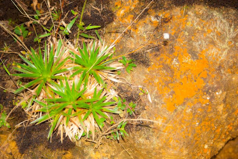 Detalle de una Planta