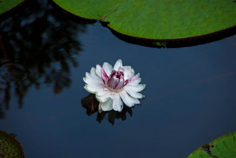 Victoria Amazonica, Amazonas, Leticia, Colombia