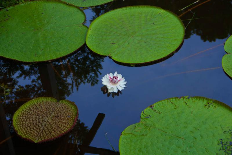 Victoria Amazonica, Amazonas, Leticia, Colombia