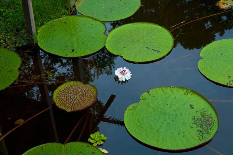 Victoria Amazonica, Amazonas, Leticia, Colombia