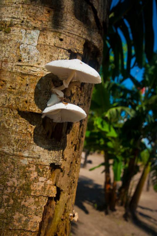 Hongo en un Arbol