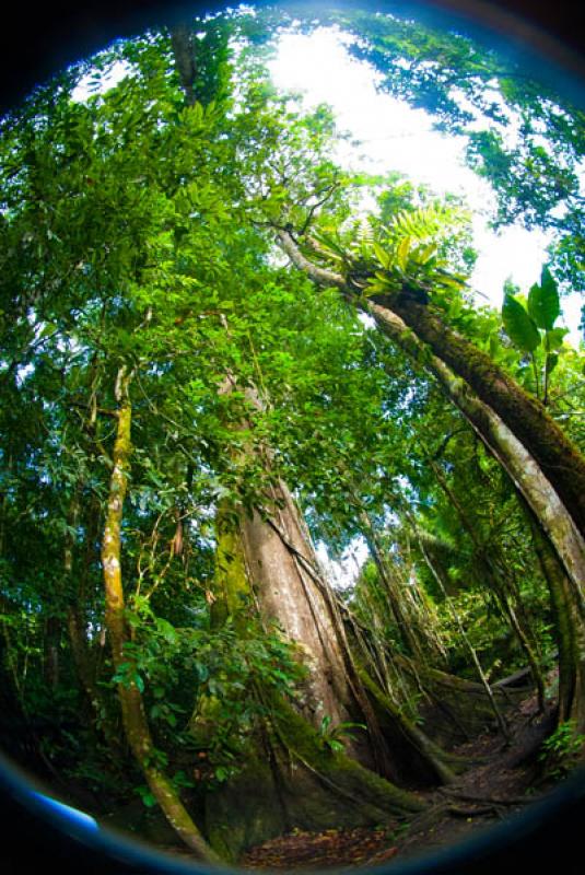 Ceiba pentandra, Amazonas, Leticia, Colombia