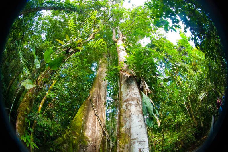 Ceiba pentandra, Amazonas, Leticia, Colombia