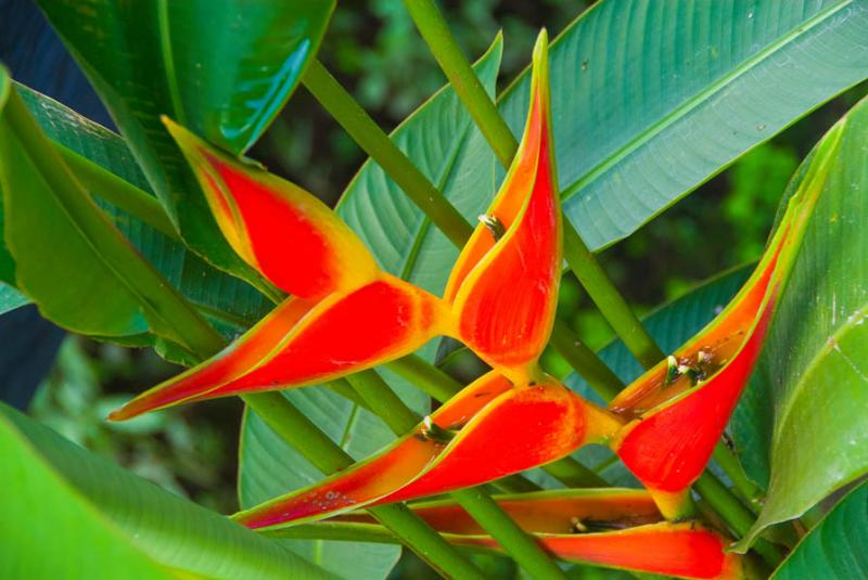 Heliconia bihai