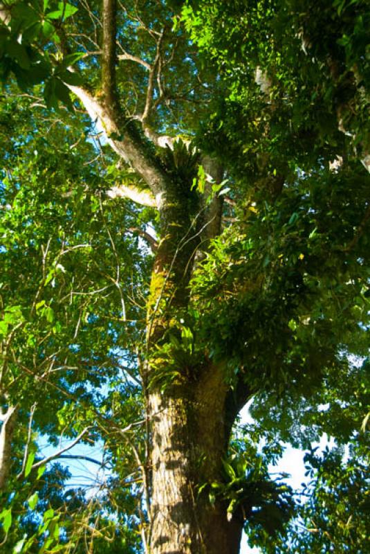 Ceiba pentandra, Amazonas, Leticia, Colombia