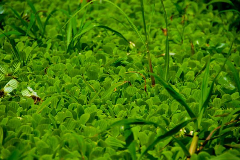 Planta Acuatica