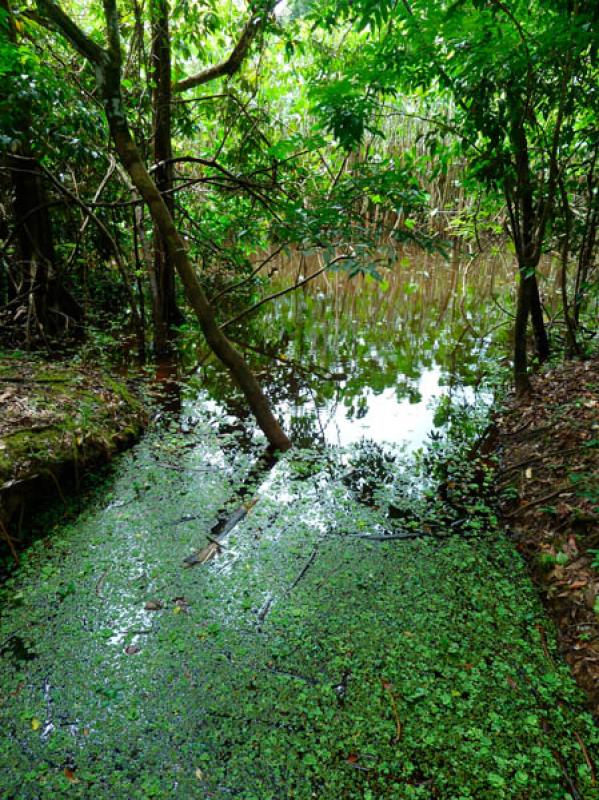 Manglar