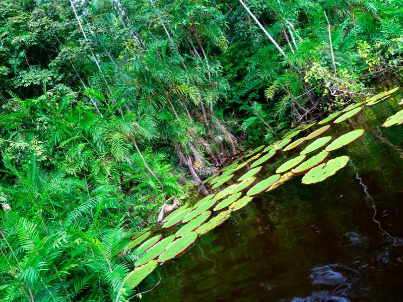 Victoria Amazonica, Amazonas, Leticia, Colombia