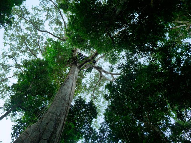 Ceiba pentandra, Amazonas, Leticia, Colombia