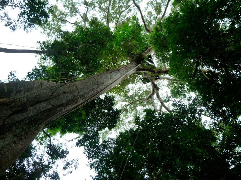 Ceiba pentandra, Amazonas, Leticia, Colombia