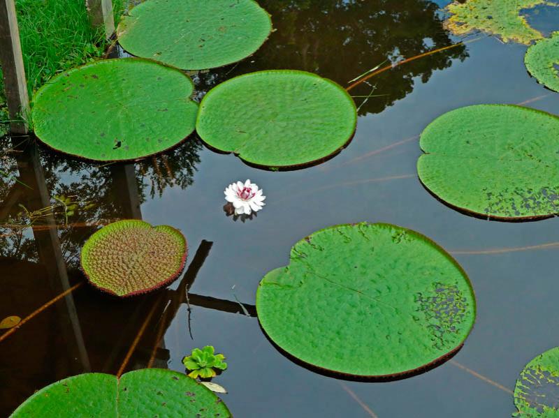 Victoria Amazonica, Amazonas, Leticia, Colombia