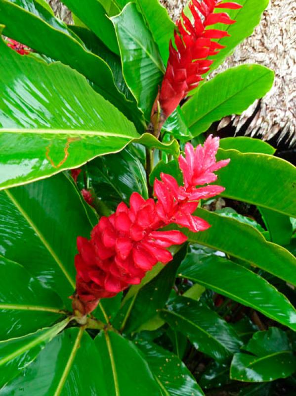 Alpinia purpurata