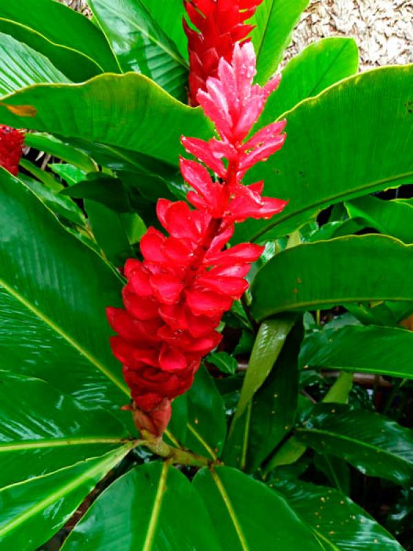 Alpinia purpurata