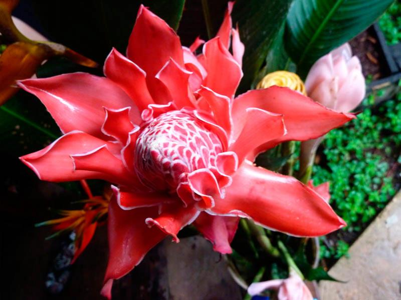 Etlingera elatior