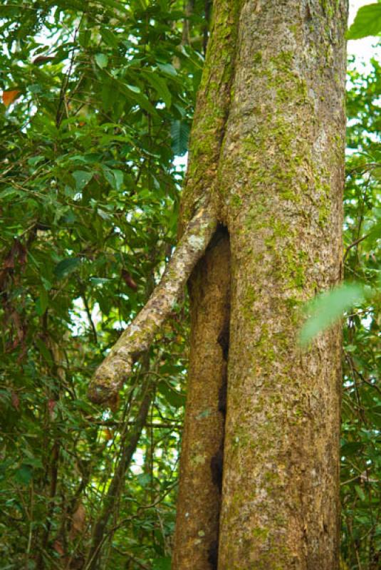 Detalle de un Arbol