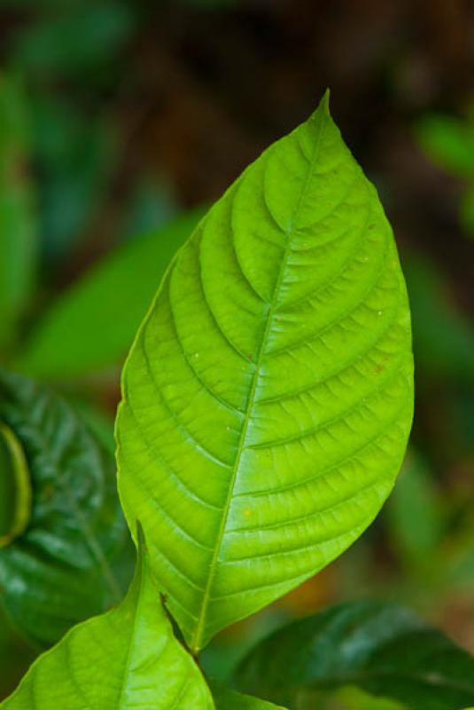 Detalle del Hoja