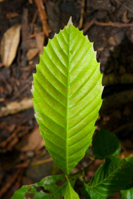 Detalle del Hoja