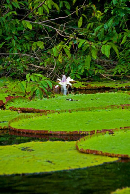 Victoria Amazonica, Amazonas, Leticia, Colombia