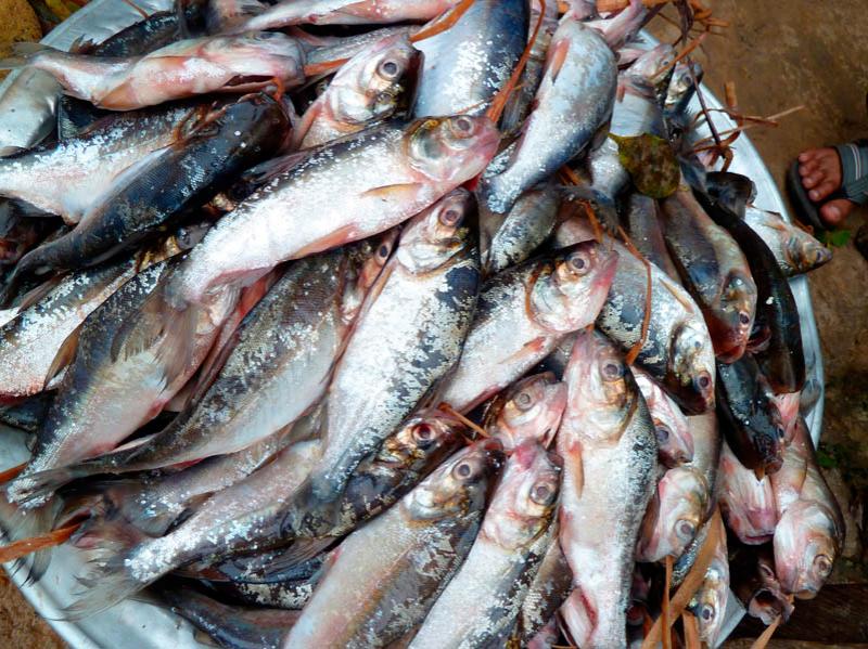 Venta de Peces, Mercado de Puerto Nariño, Puerto ...