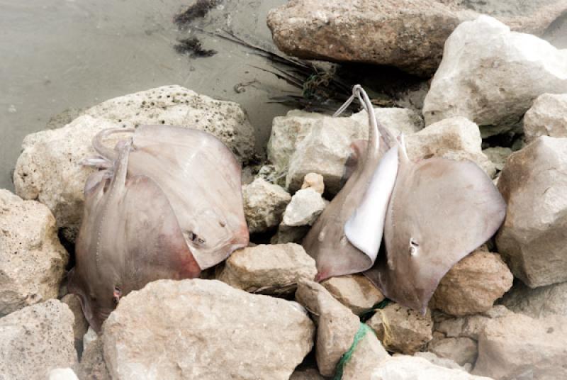 Manta birostris