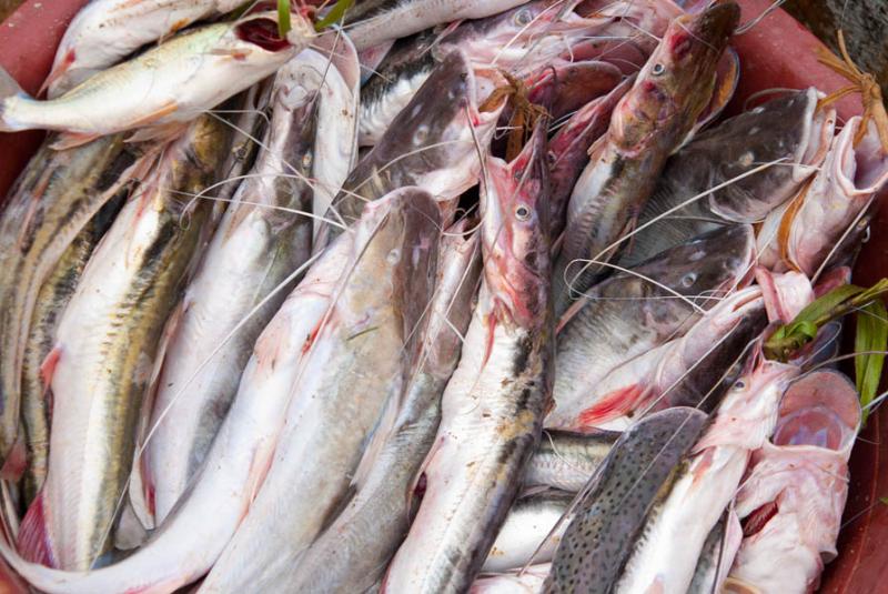 Venta de Peces, Mercado de Puerto Nariño, Puerto ...