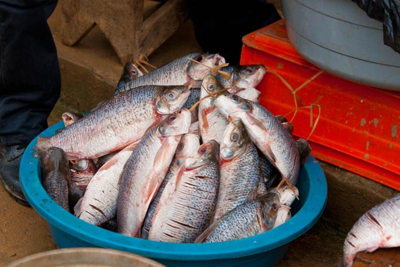 Venta de Peces, Mercado de Puerto Nariño, Puerto ...