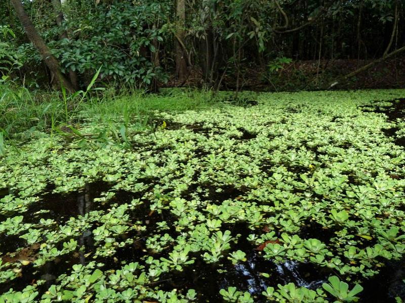 Rio Amazonas, Amazonas, Leticia, Colombia