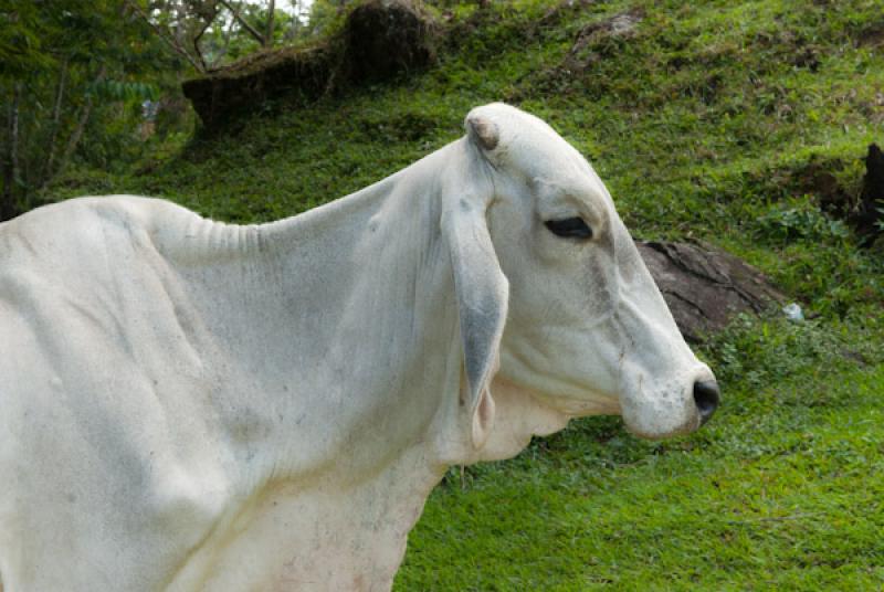 Bos taurus indicus