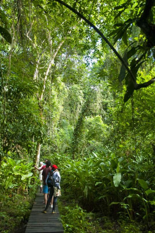 Reserva Natural Marasha, Leticia, Amazonas, Colomb...