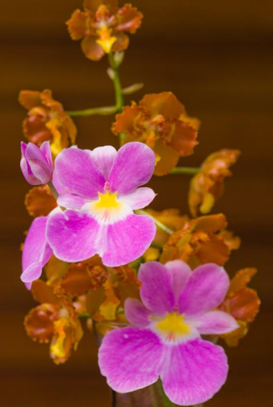 Miltonia