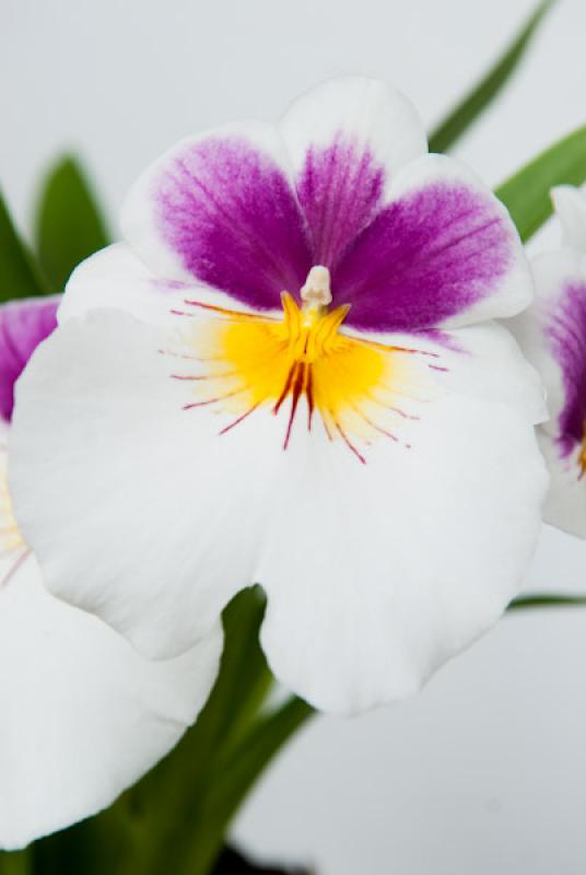 Miltonia