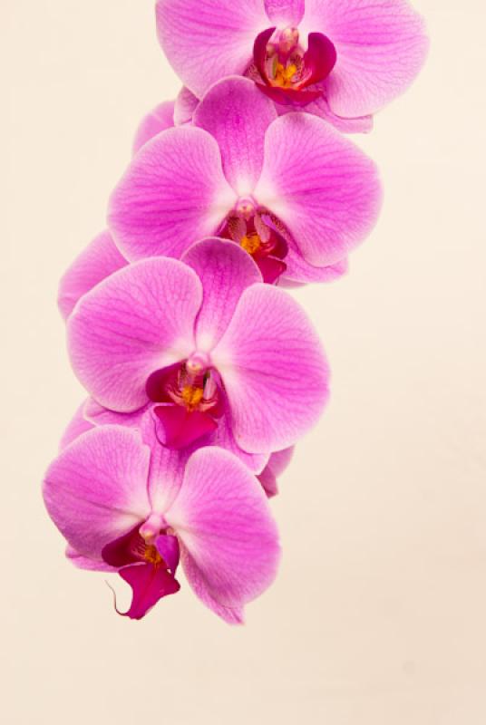 Phalaenopsis Jeanne Schroder