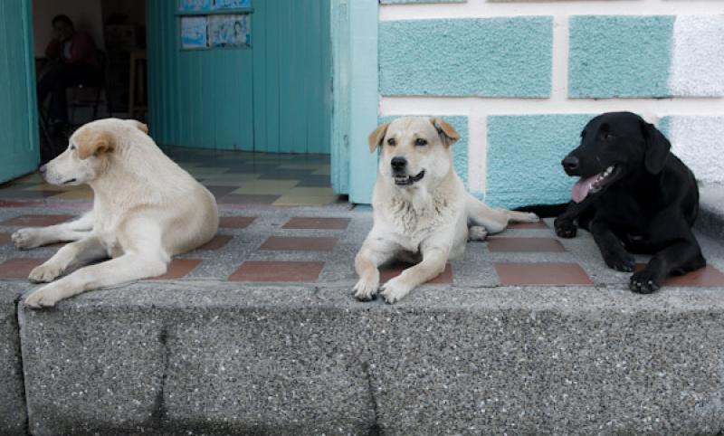 Perros Criollo en Carolina del Principe, Antioquia...