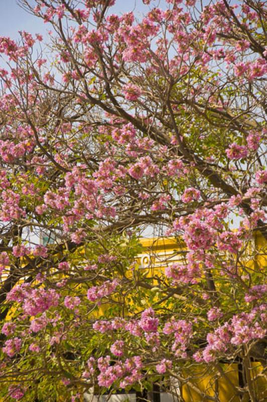 Tabebuia rosea