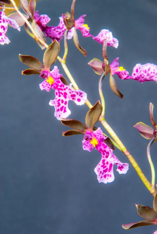 Orchidaceae