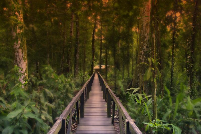 Puente en la Selva, Amazonas, Leticia, Colombia