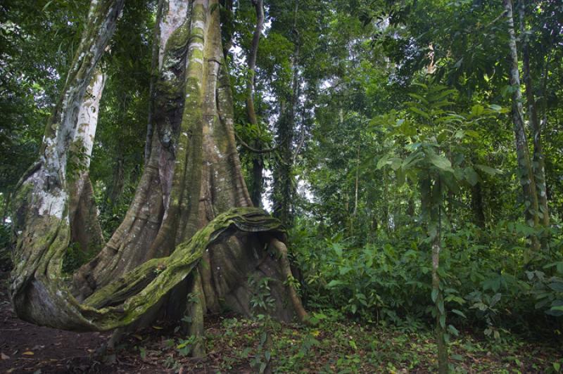 Tronco de un Abol, Amazonas, Leticia, Colombia