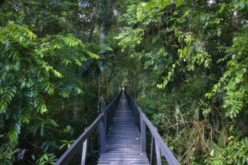 Puente en la Selva, Amazonas, Leticia, Colombia