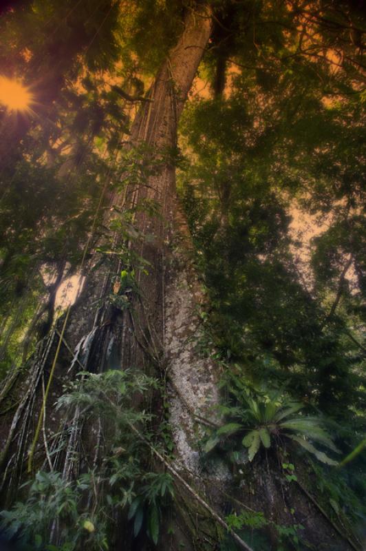 Tronco de un Abol, Amazonas, Leticia, Colombia