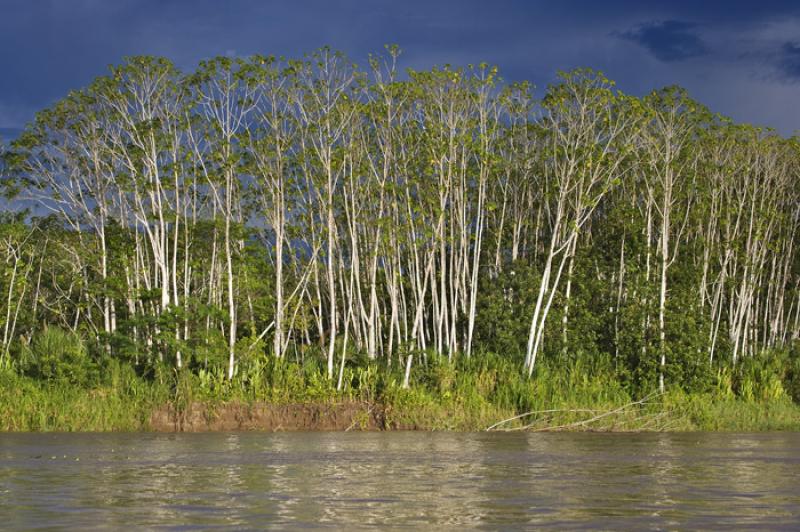 Rio Amazonas, Amazonas, Leticia, Colombia