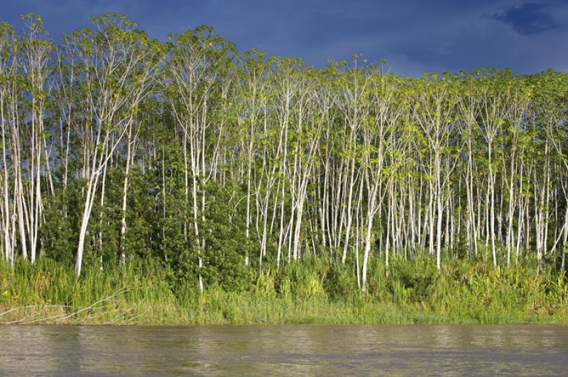 Rio Amazonas, Amazonas, Leticia, Colombia