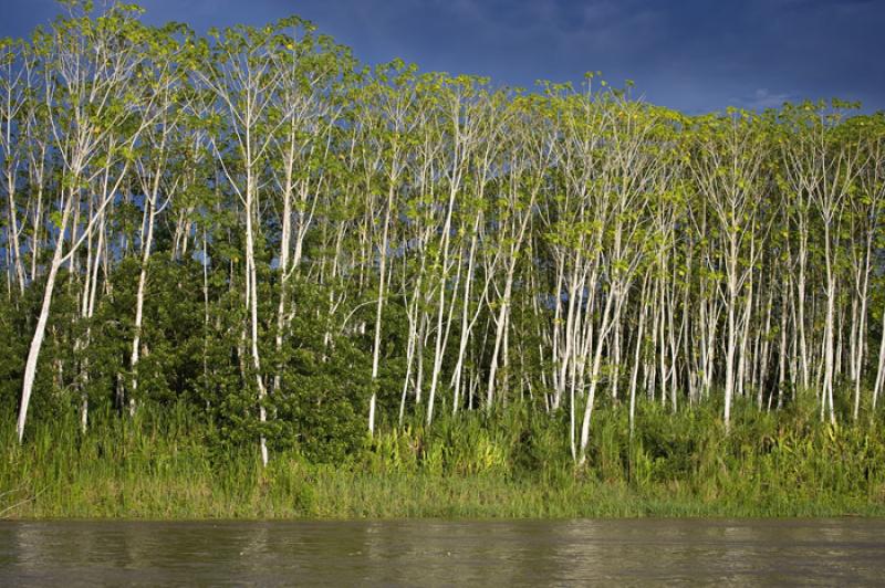 Rio Amazonas, Amazonas, Leticia, Colombia